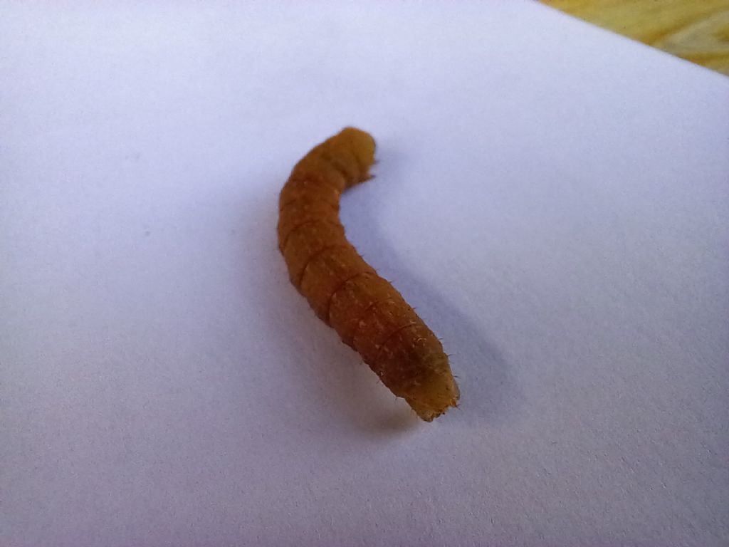 identificazione bruco